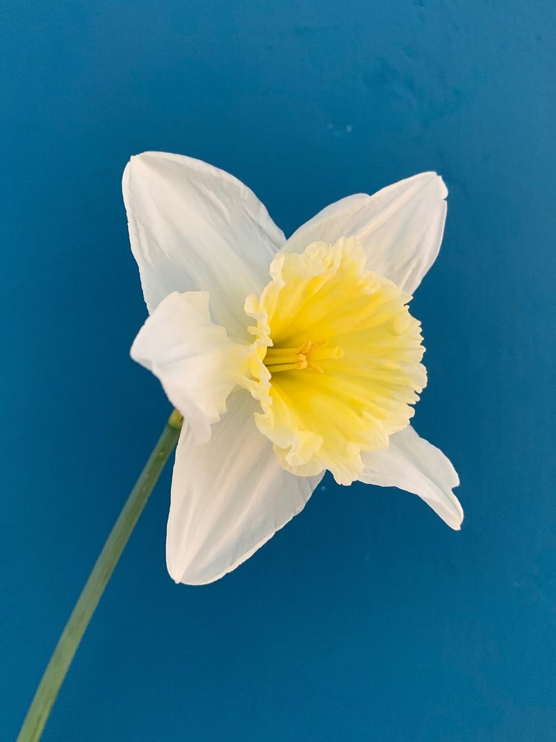 Dancing Daffodil