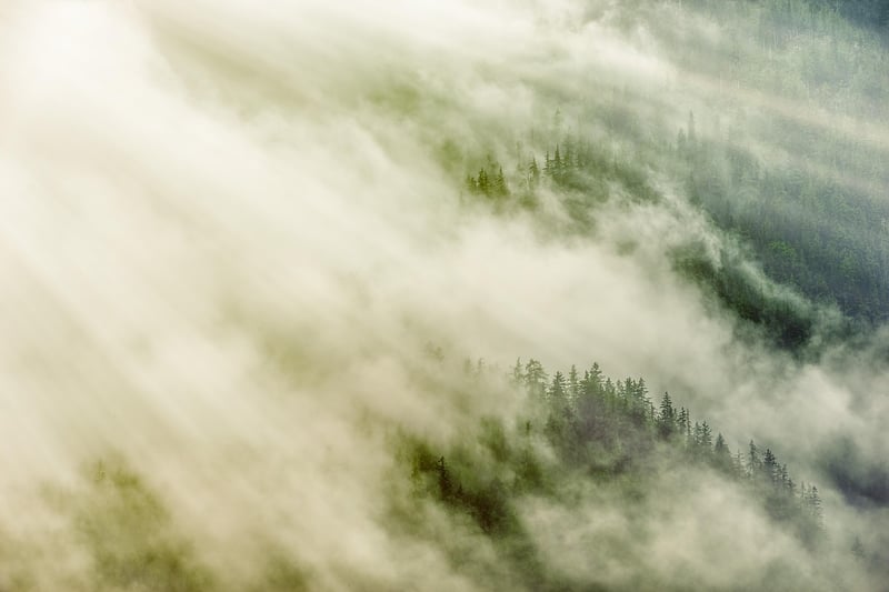 Magic Forest