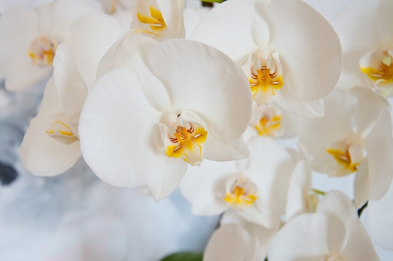 Enchanted Orchid